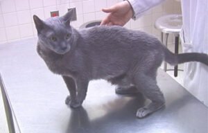 Plantigrad duruş gösteren bir kedi