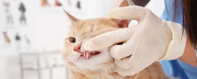 Evcil Hayvanlarda Ağız ve Diş Sağlığı İçin İpuçları