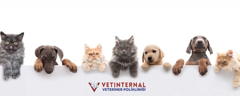 Evcil Hayvanlarda Diyabetin Erken Teşhisi Evcil Hayvanlarda Diyabetin Erken Teşhisi