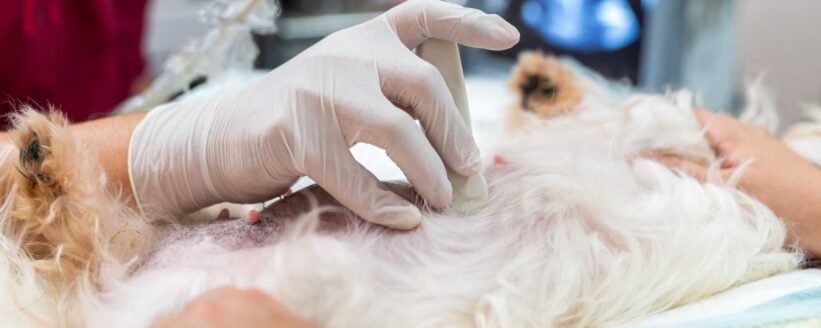 Evcil Hayvanlarda Jinekolojik Sorunlar ve Çözümleri