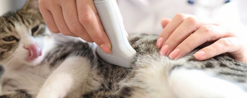 Evcil Hayvanlarda Kanser Erken Tanı Yöntemleri