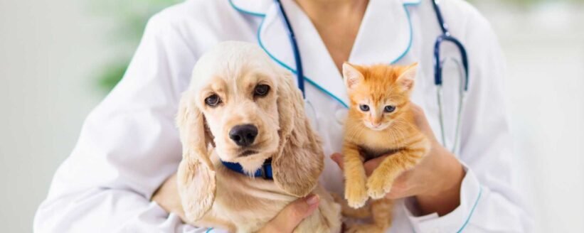 Kedi ve Köpeklerde Kalp Sağlığı İçin Öneriler