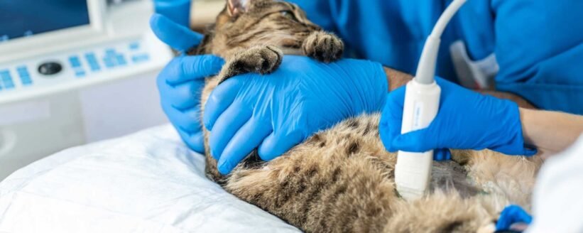 Kedilerde Böbrek Hastalıklarının Erken Teşhisi