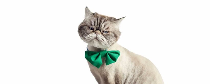 Kedilerde Stres Belirtileri ve Baş Etme Yöntemleri